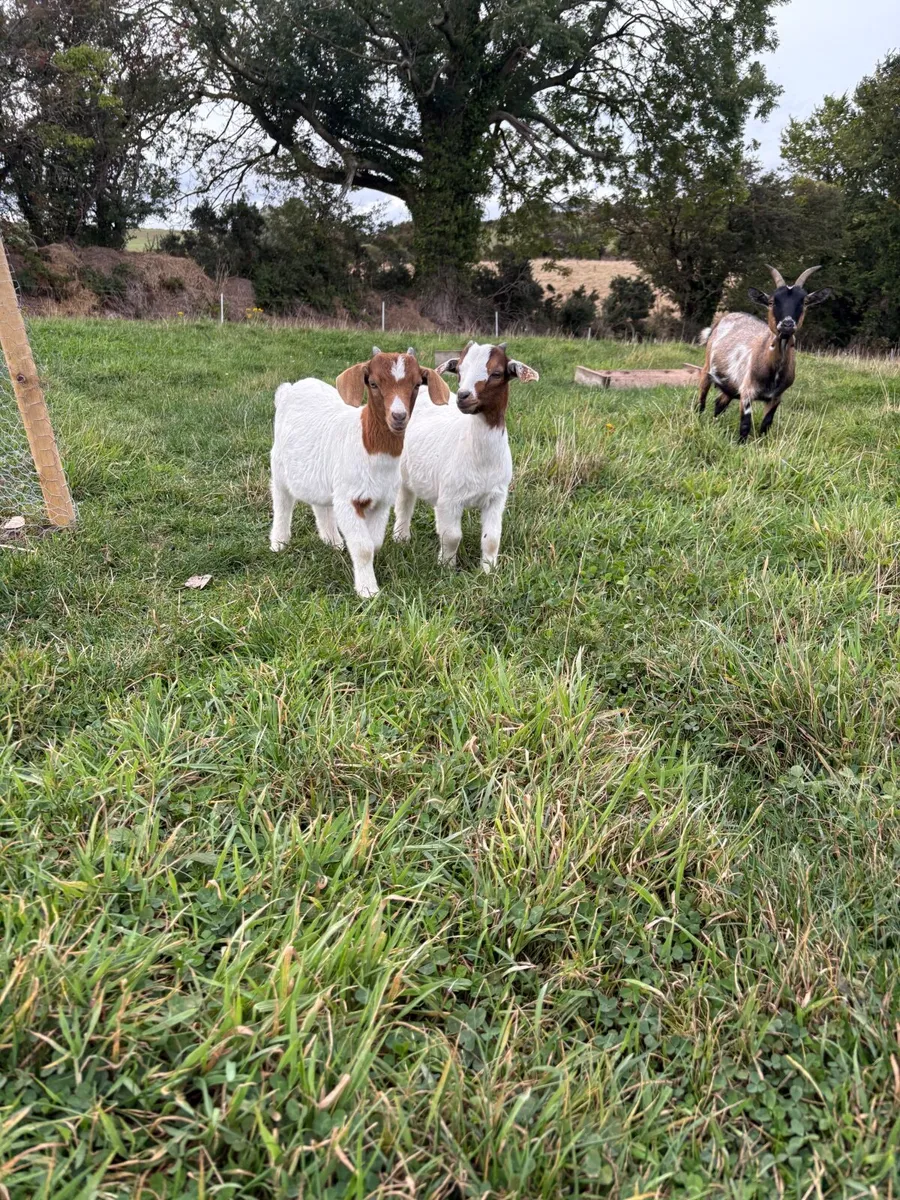 Pigmy goat kids - Image 4