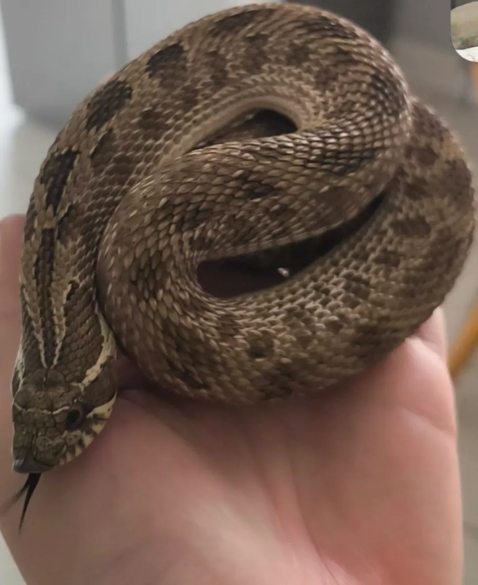 Male hognose and enclosure everything included - Image 2