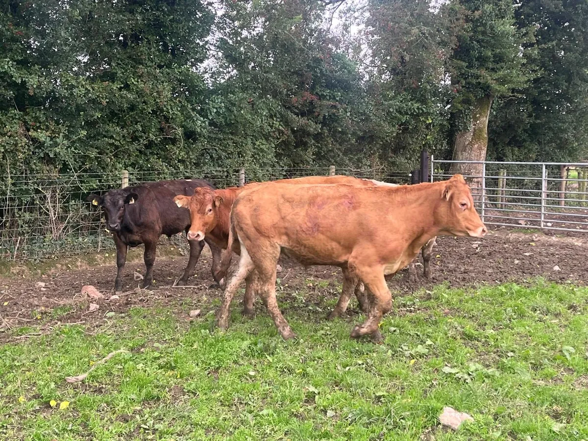 6 u grade limosin store bullocks - Image 4