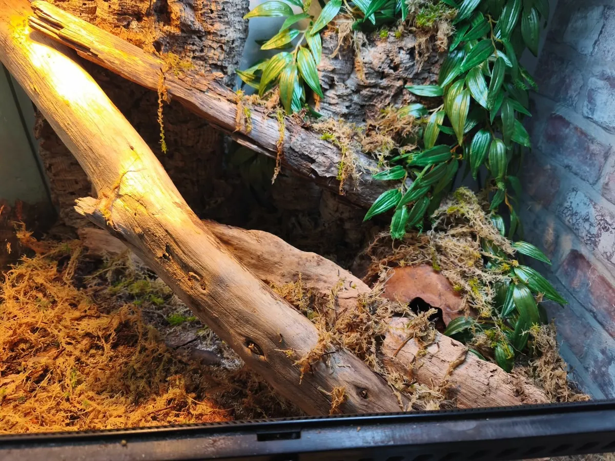 Male hognose and enclosure everything included - Image 1