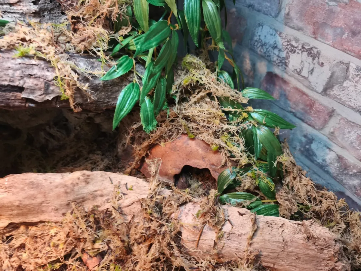 Male hognose and enclosure everything included - Image 3