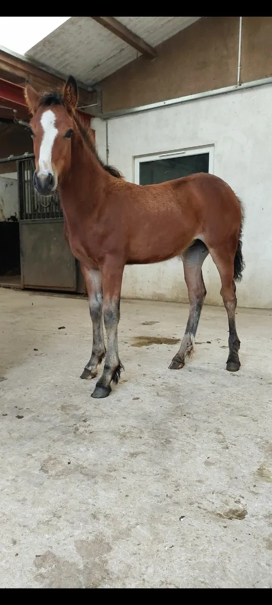 Quality Foals - Image 2