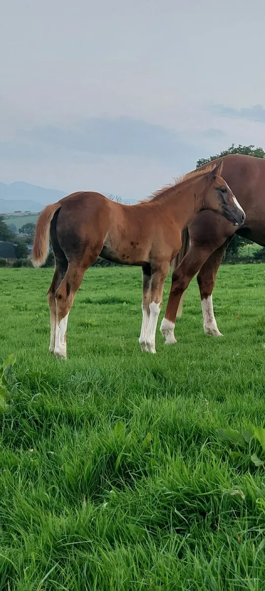 Quality Foals - Image 1
