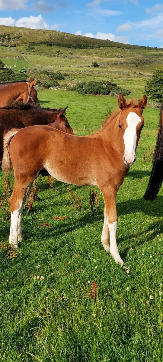 Quality Foals - Image 3