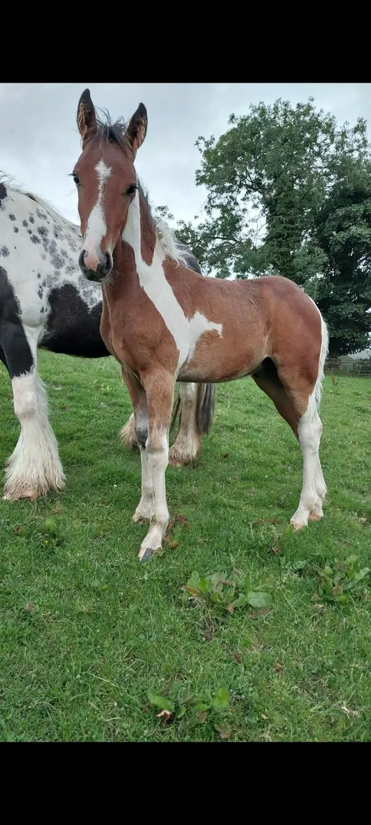 Quality Foals - Image 4