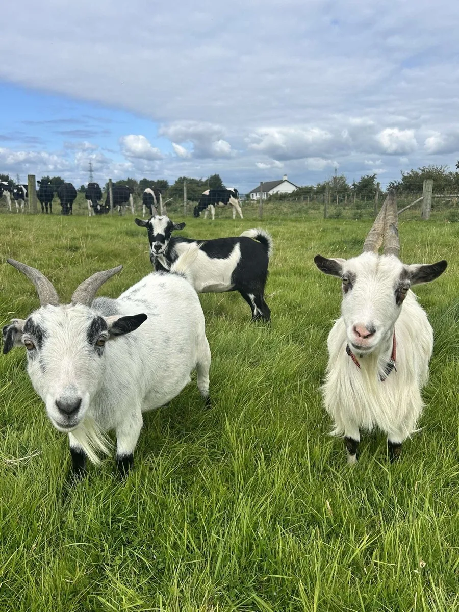 Pygmy goats - Image 2