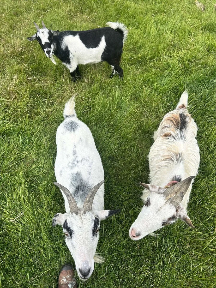 Pygmy goats - Image 3