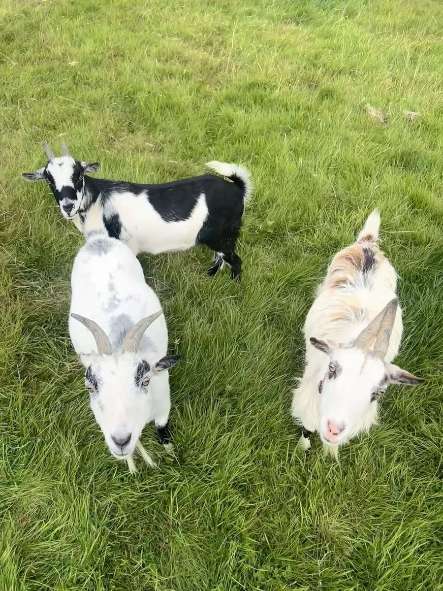 Pygmy goats - Image 4