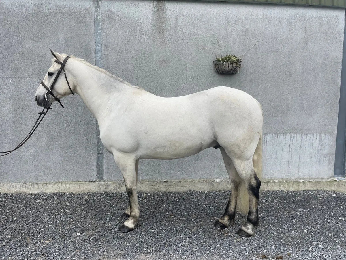 Connemara Pony - Image 1
