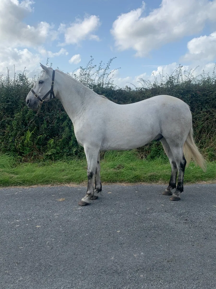 Connemara Pony - Image 2