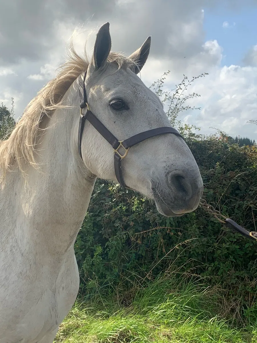Connemara Pony - Image 3