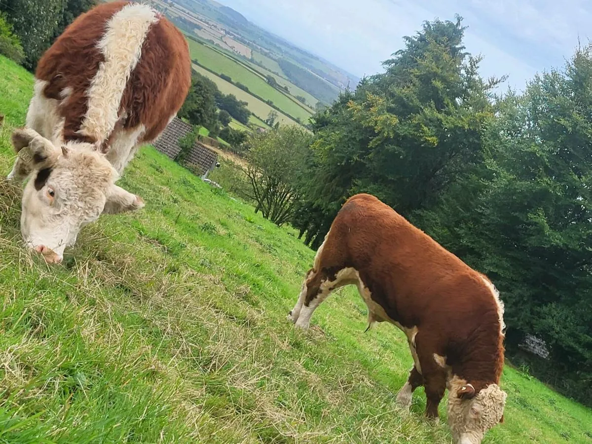 Herefords pedigree - Image 3