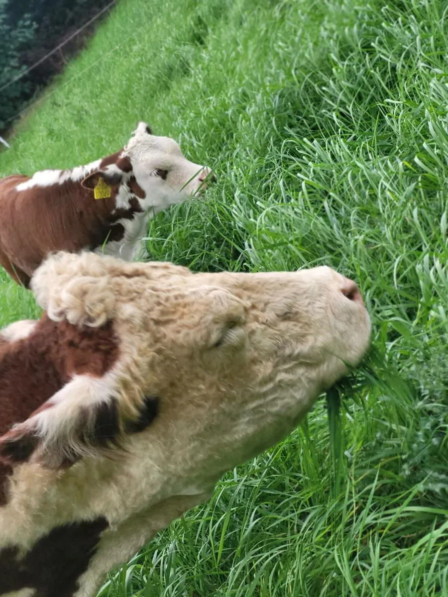 Herefords pedigree - Image 4