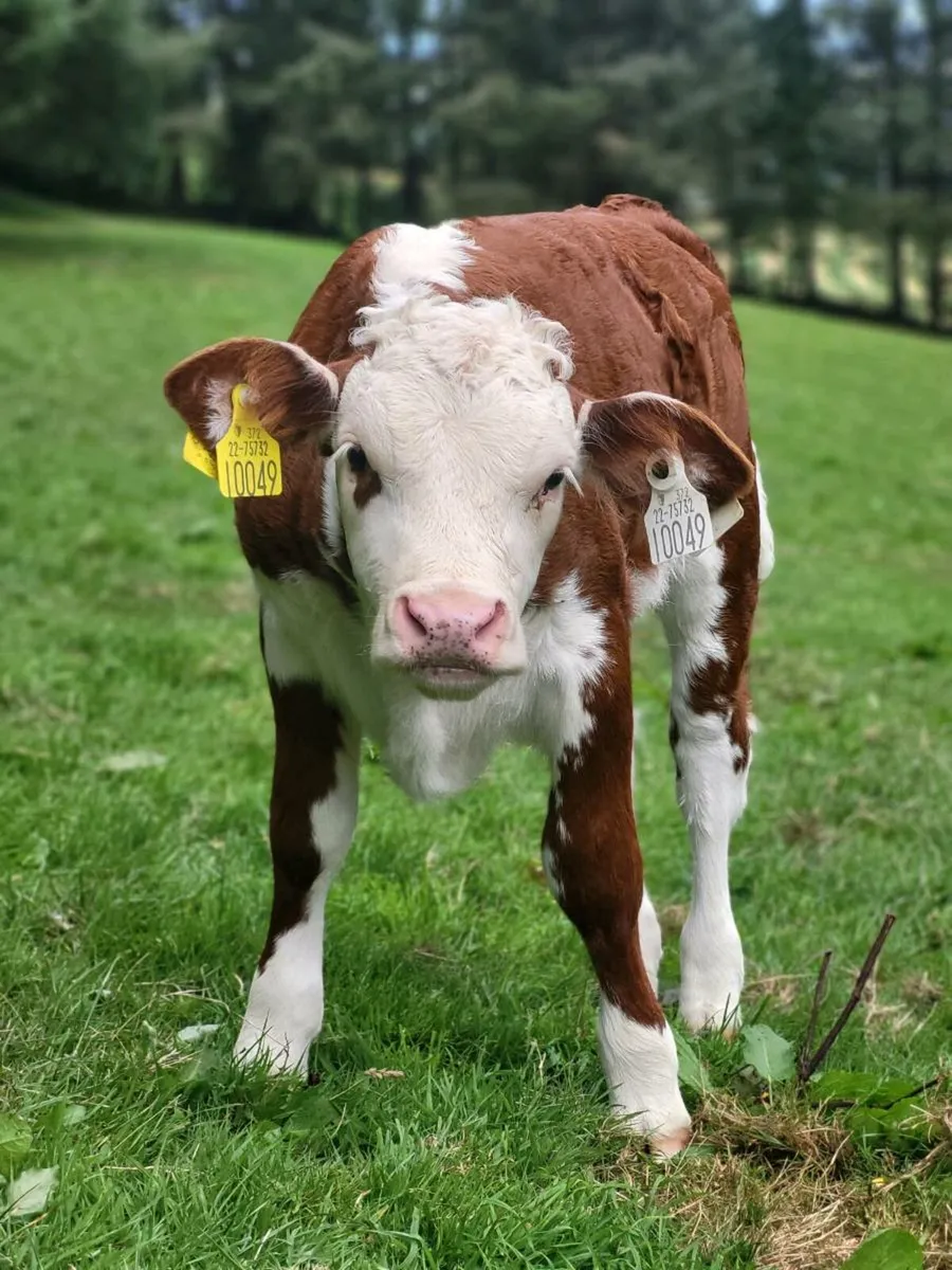 Herefords pedigree - Image 1