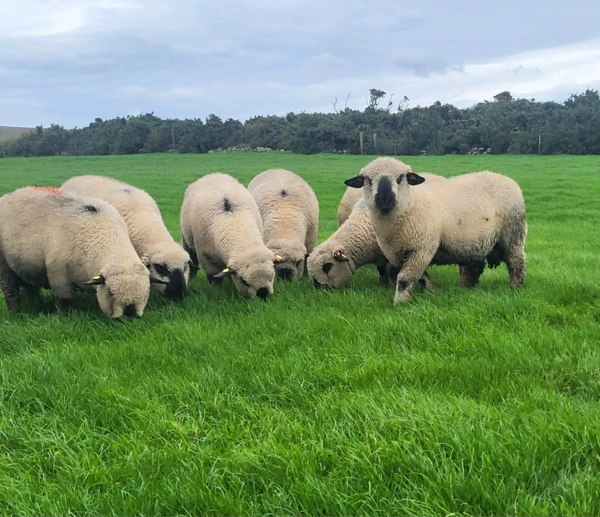 ⭐️SIS Pedigree Hampshire Down Ram Lambs⭐️ - Image 1