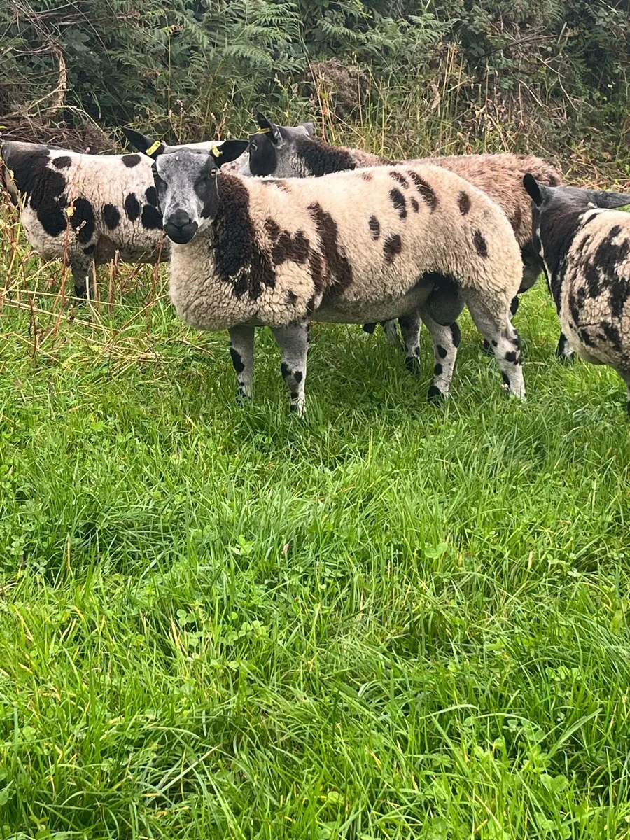 PBR Dutch spotted ram lambs - Image 1