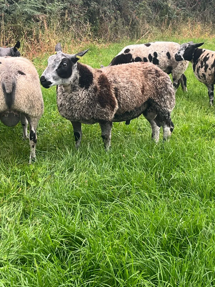 PBR Dutch spotted ram lambs - Image 2
