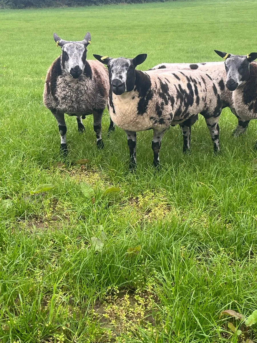PBR Dutch spotted ram lambs - Image 3