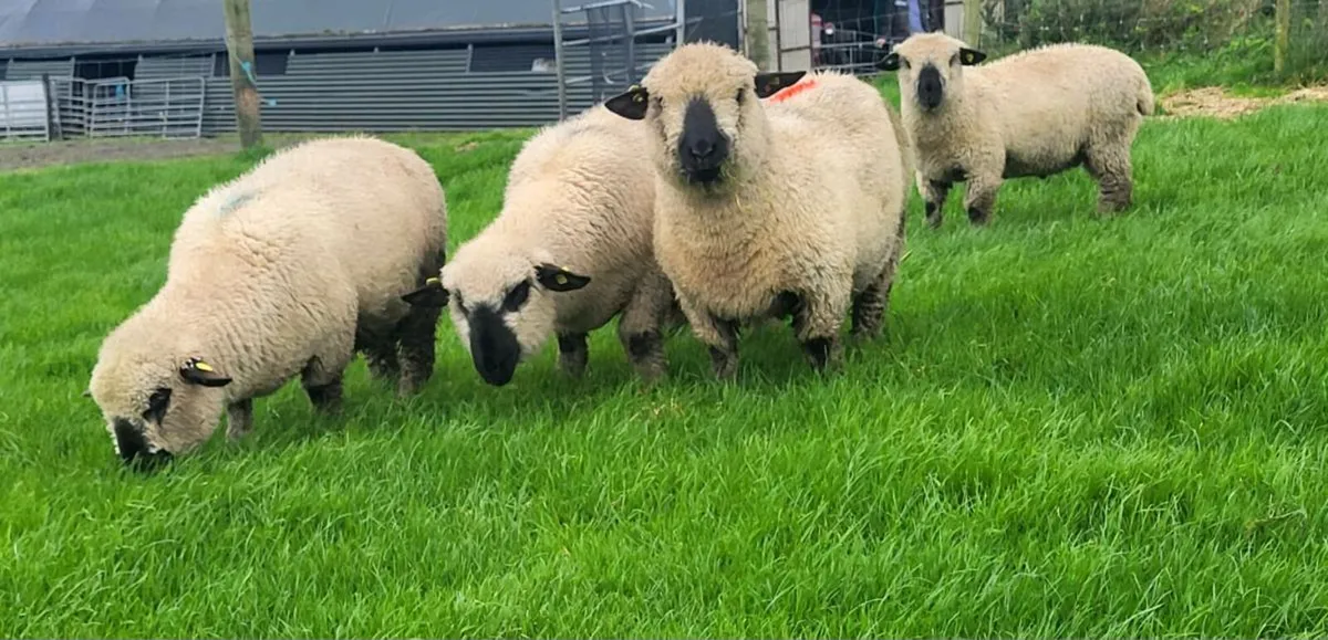 ⭐️SIS Pedigree Hampshire Down Ram Lambs⭐️ - Image 2