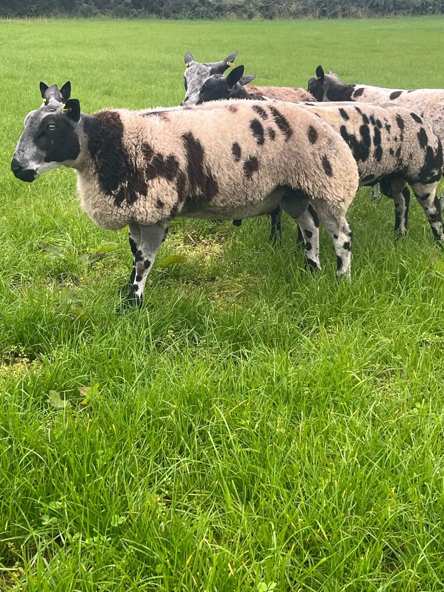 PBR Dutch spotted ram lambs - Image 4