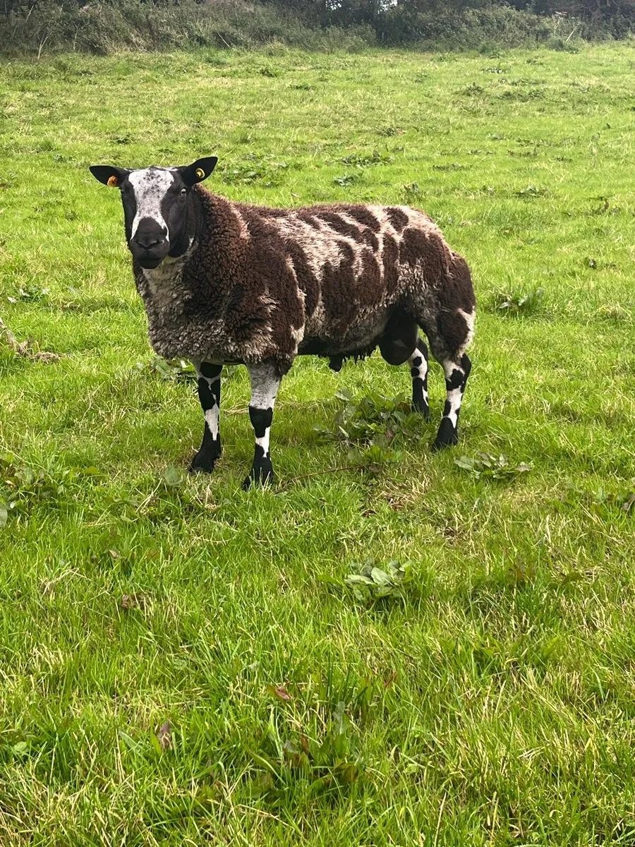 PBR Dutch spotted ram lambs - Image 3