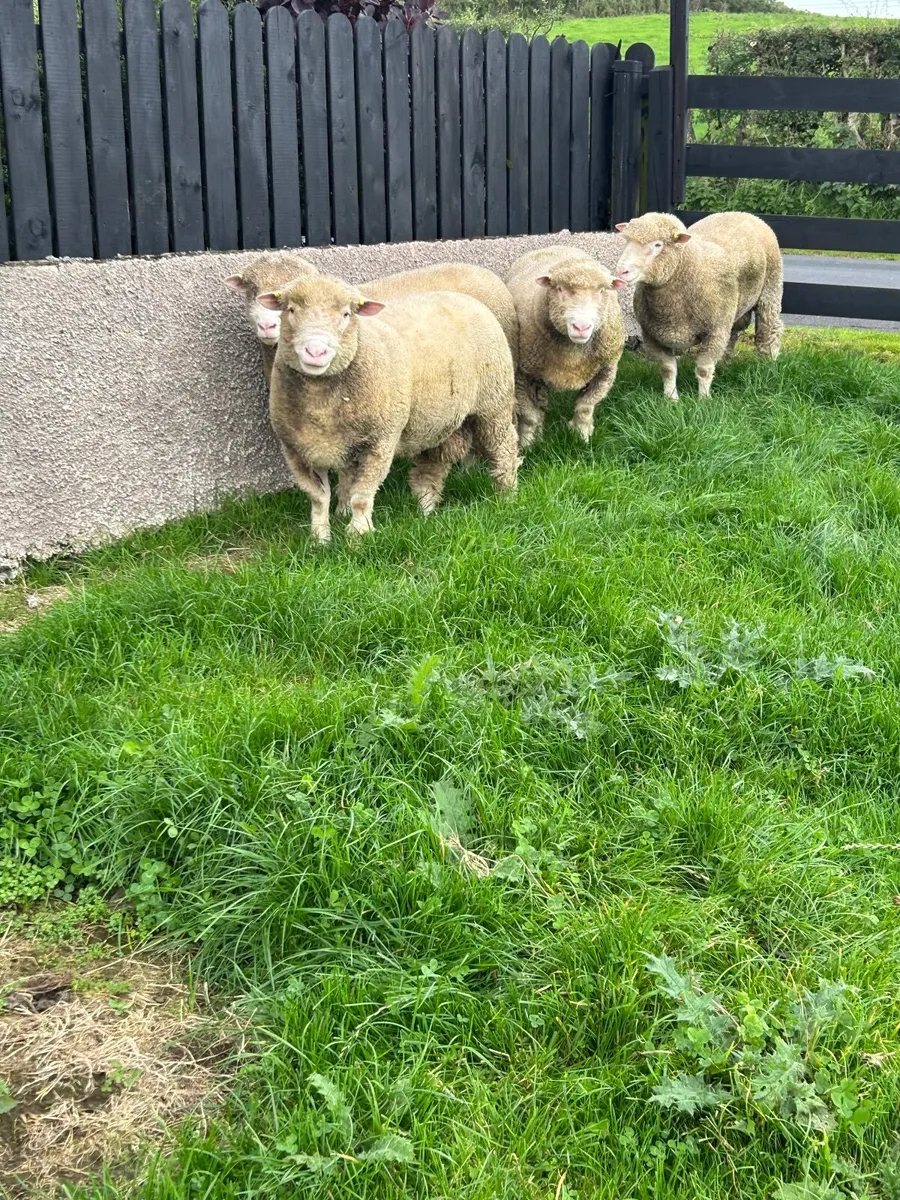 Sheep - Image 2