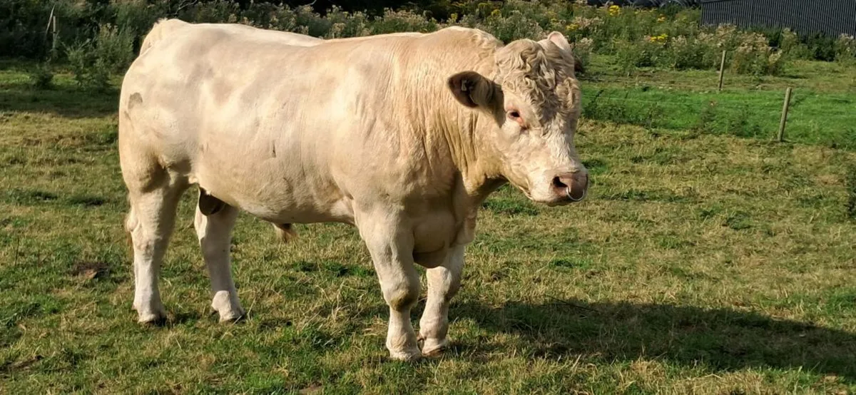 Charolais Bull - Image 2