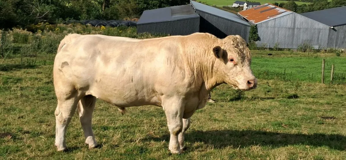 Charolais Bull - Image 3