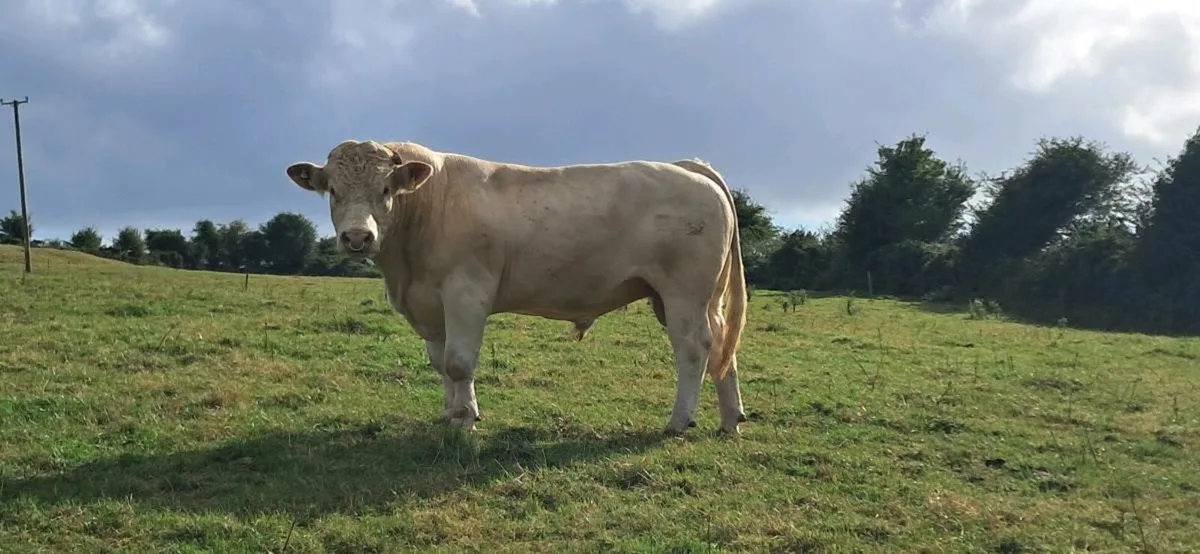 Charolais Bull - Image 4