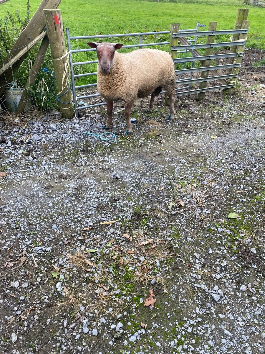 Rouge ram - Image 1