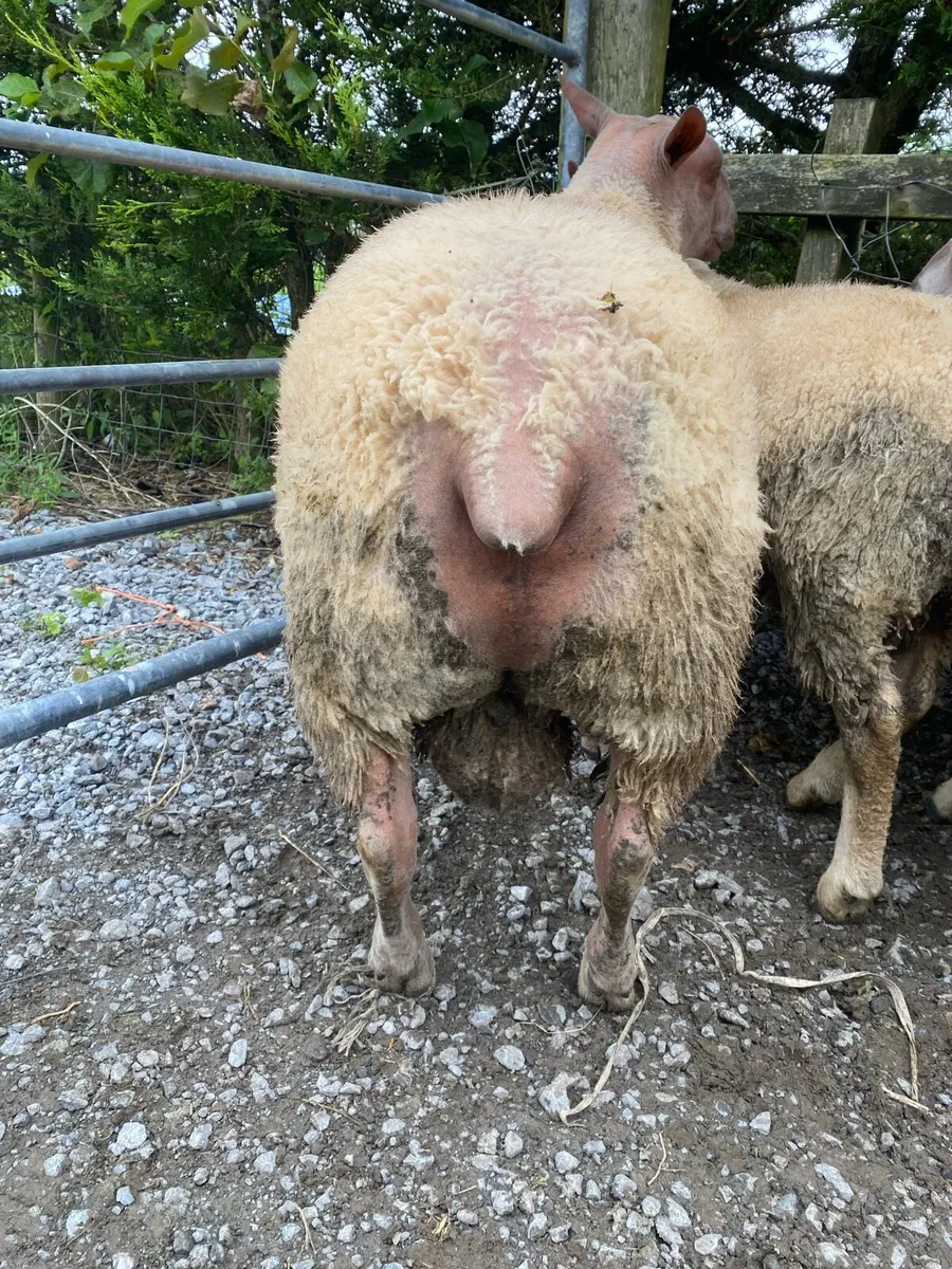 Rouge ram - Image 2