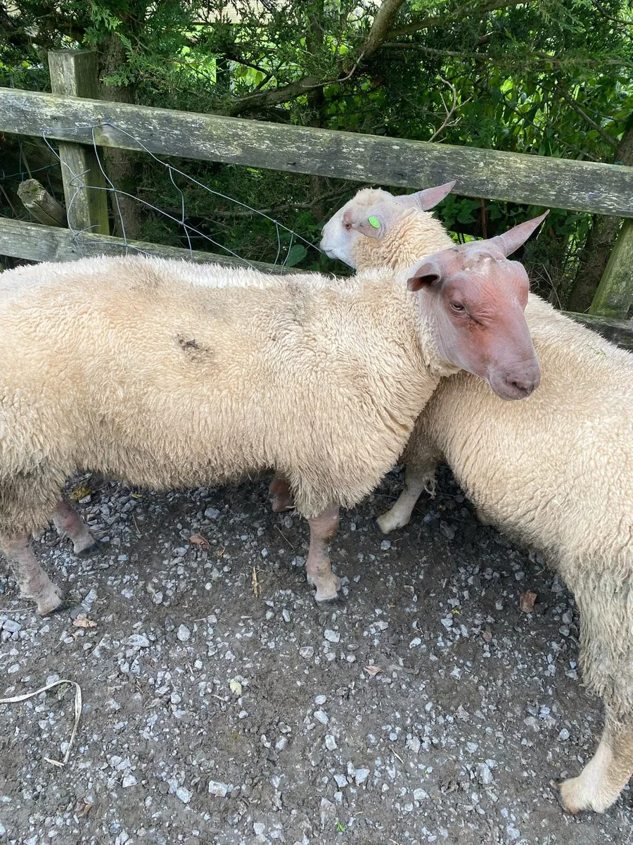 Rouge ram - Image 3