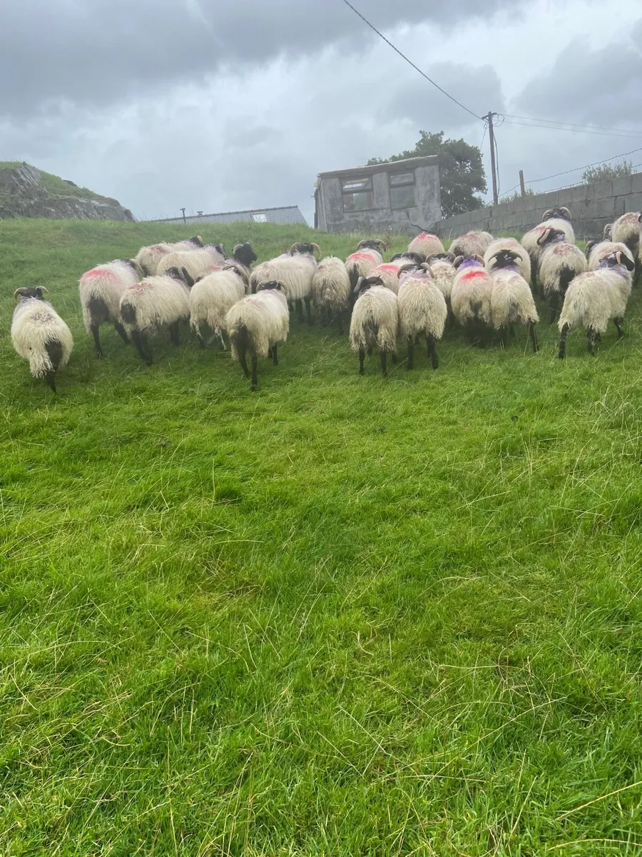 Blackhead ram lambs - Image 1