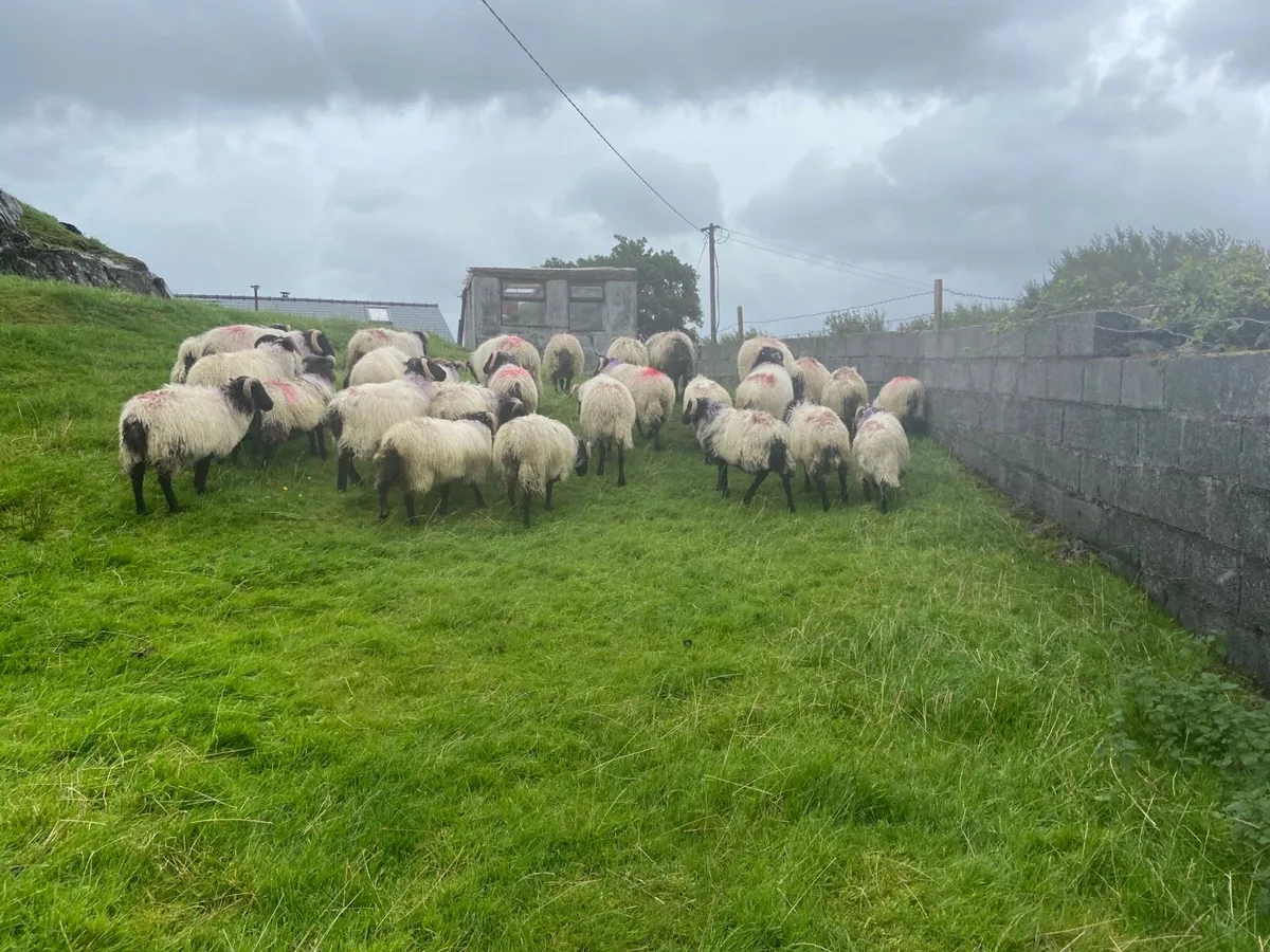 Blackhead ram lambs - Image 2