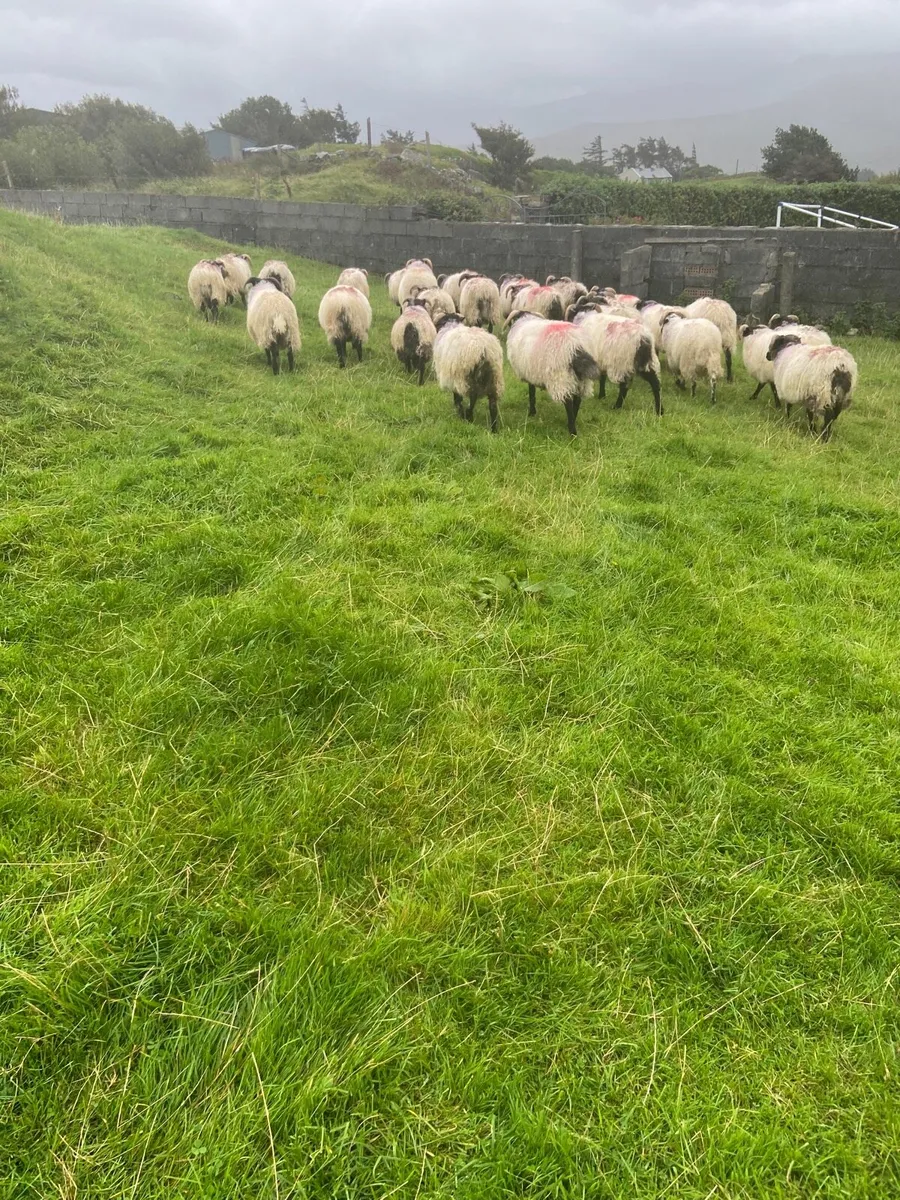 Blackhead ram lambs - Image 3