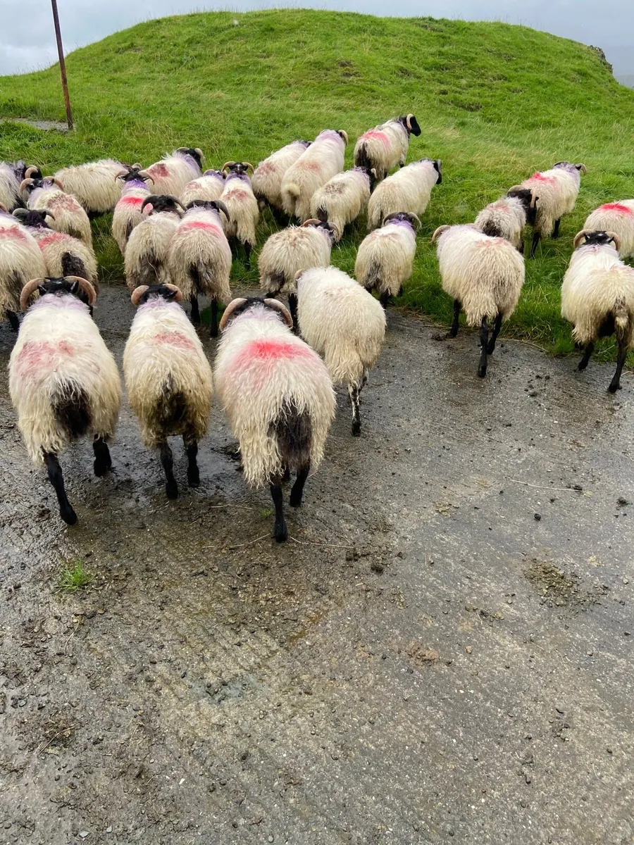 Blackhead ram lambs - Image 4