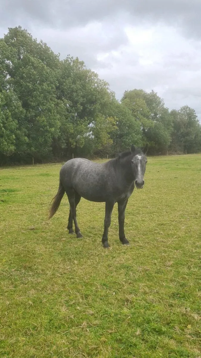 🇮🇪Super 2YR old gelding🇮🇪 - Image 2