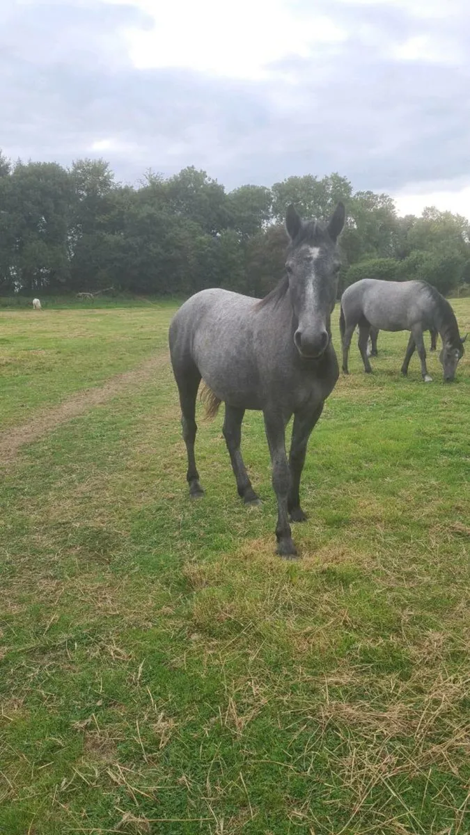 🇮🇪Super 2YR old gelding🇮🇪 - Image 1