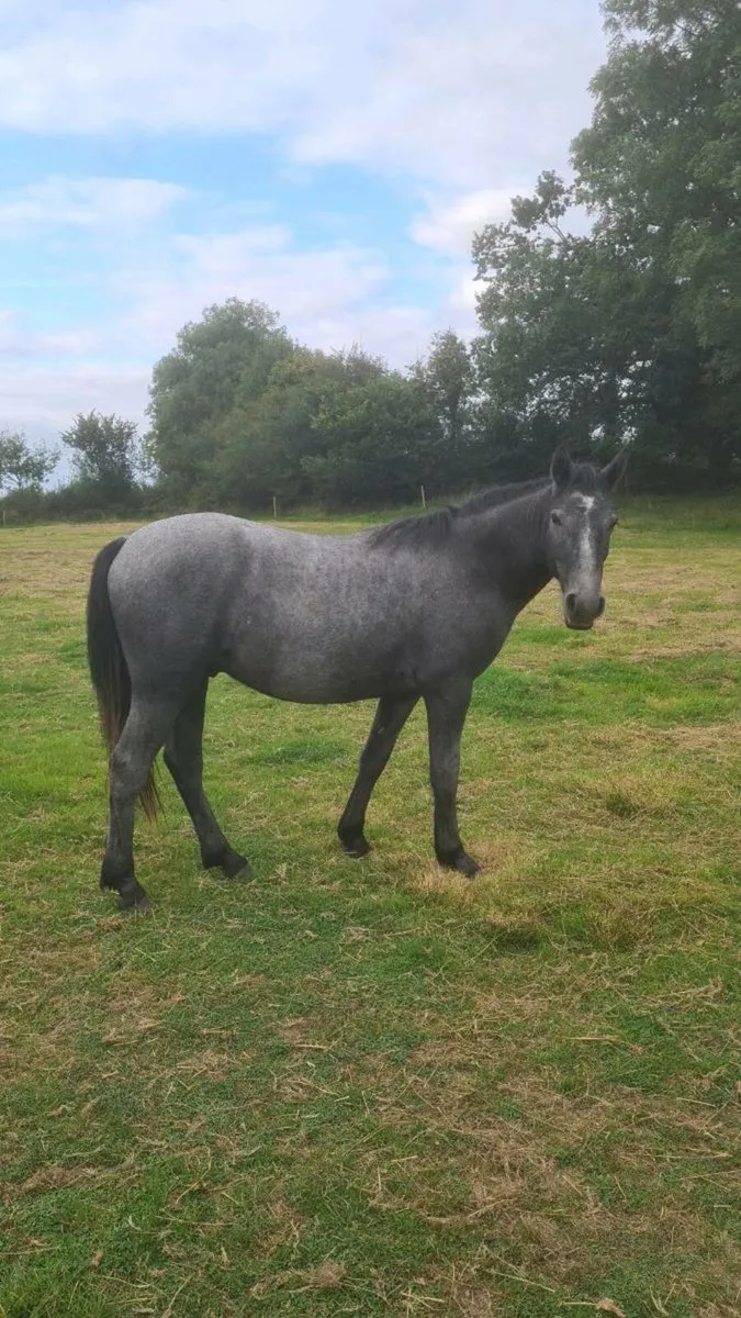 🇮🇪Super 2YR old gelding🇮🇪 - Image 3