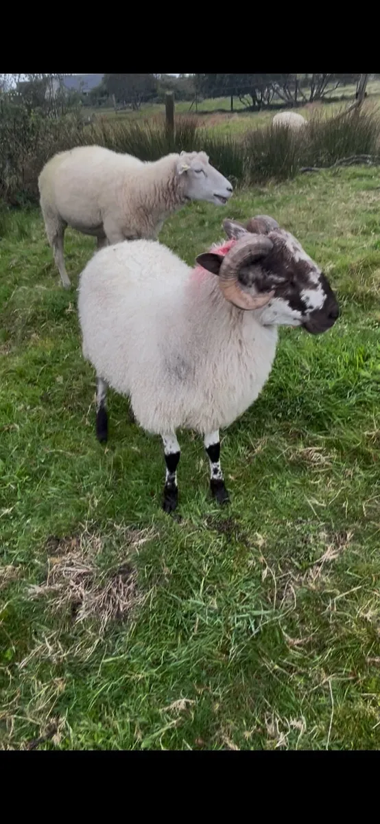 Sheep - Image 1