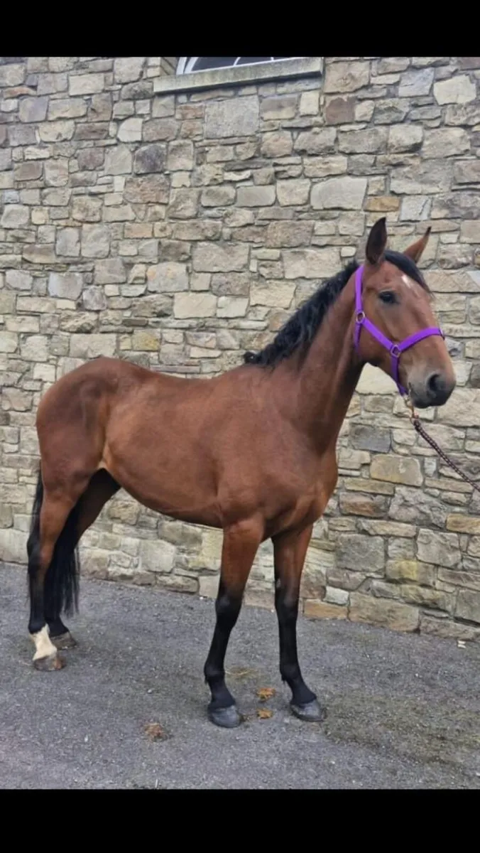 Horse 4 year old gelding - Image 1