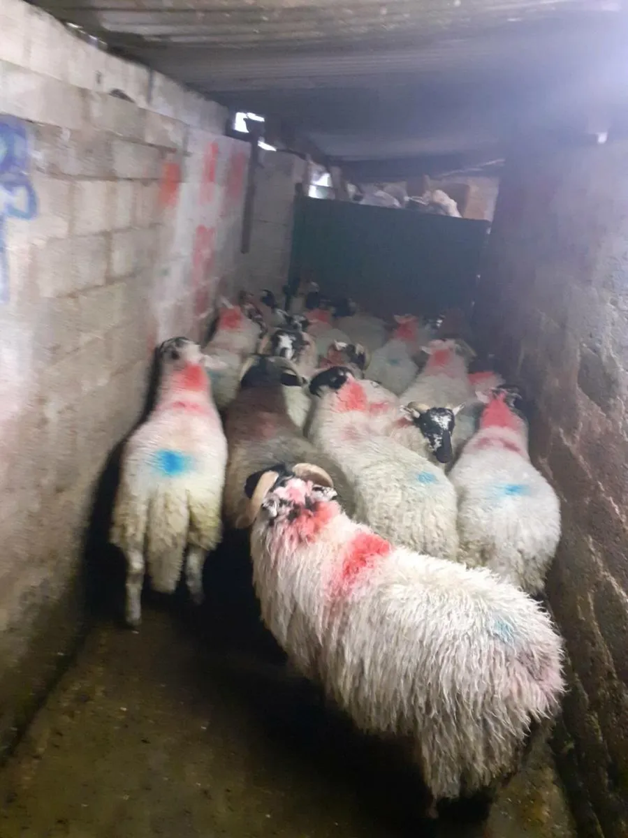 Organic ram lambs - Image 1