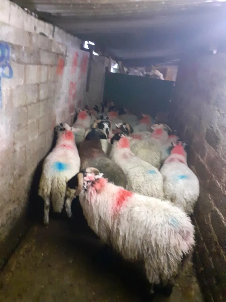 Organic ram lambs - Image 2