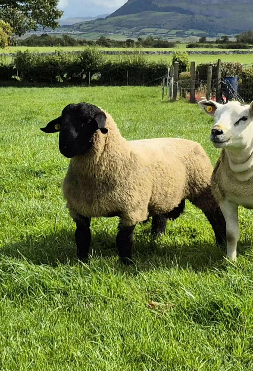 Missing suffolk ram lamb