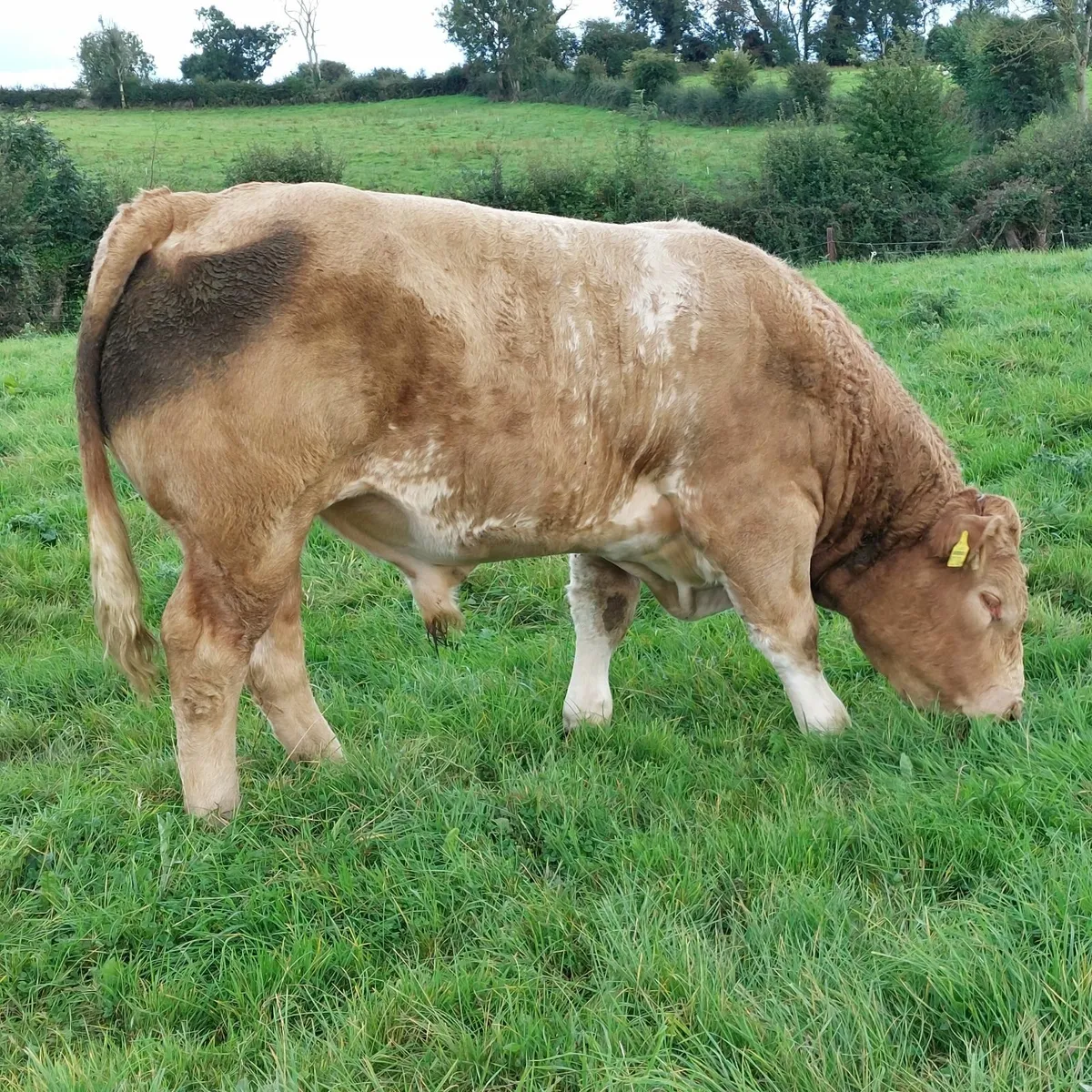 Sfl bull and teaser bull - Image 1