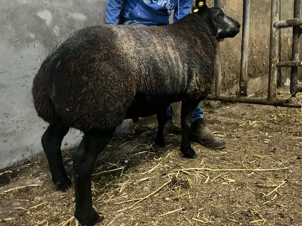 Serious blue texel ram lamb for sale 🔥🔥 - Image 1