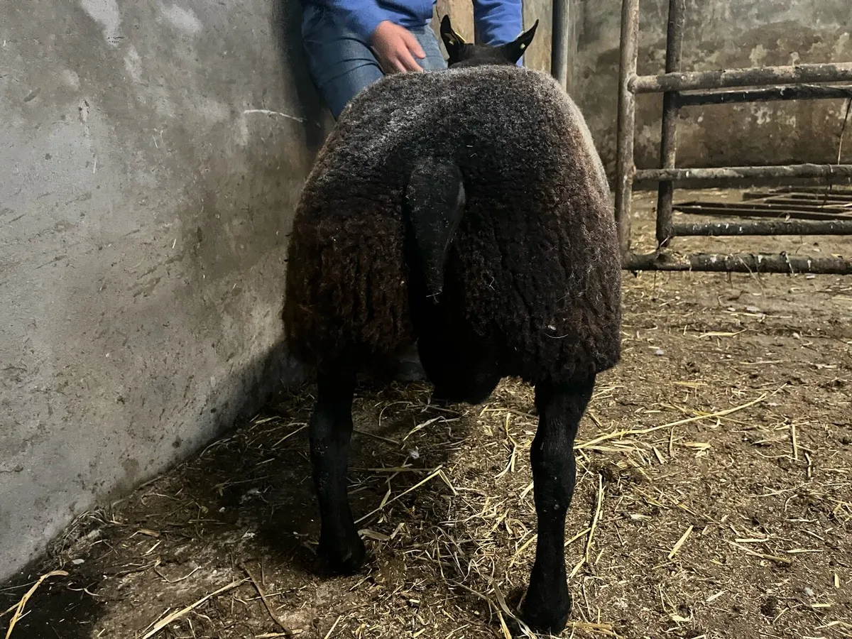 Serious blue texel ram lamb for sale 🔥🔥 - Image 2