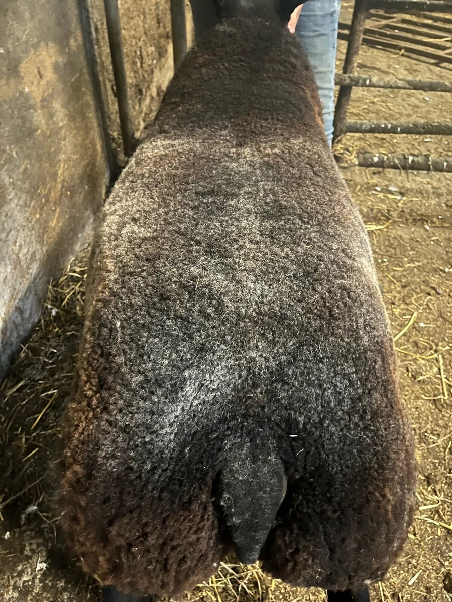 Serious blue texel ram lamb for sale 🔥🔥 - Image 3
