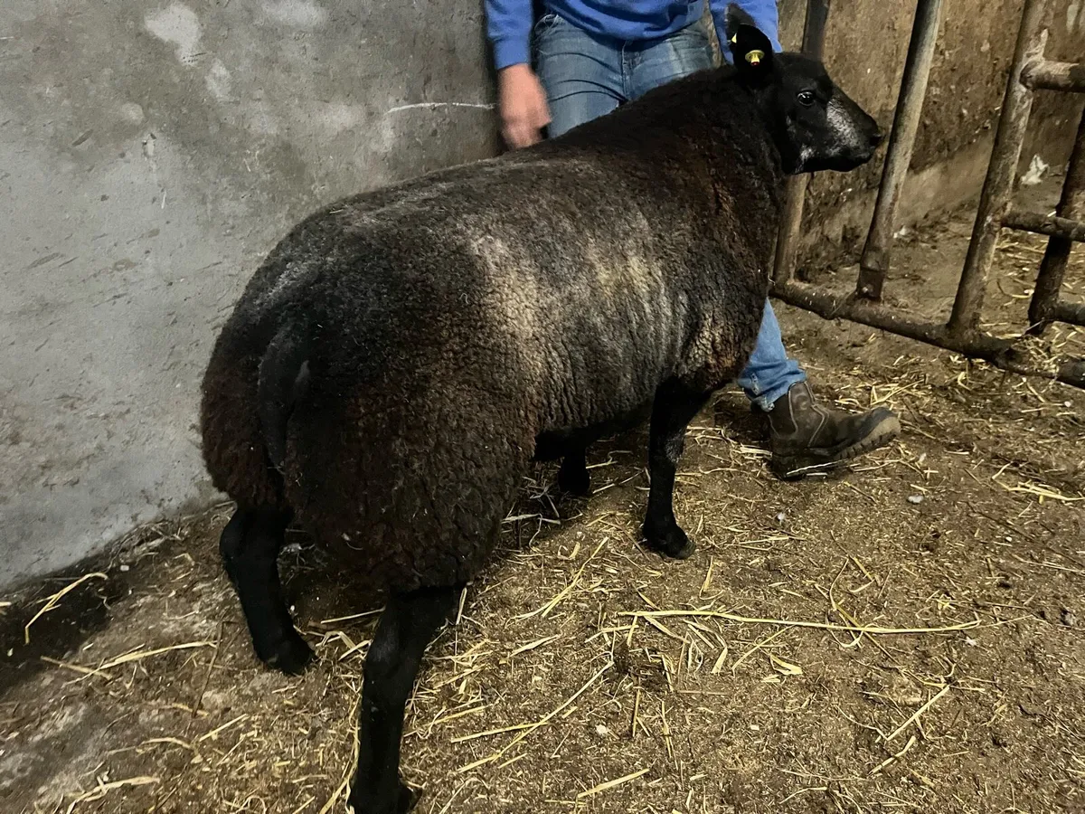 Serious blue texel ram lamb for sale 🔥🔥 - Image 4