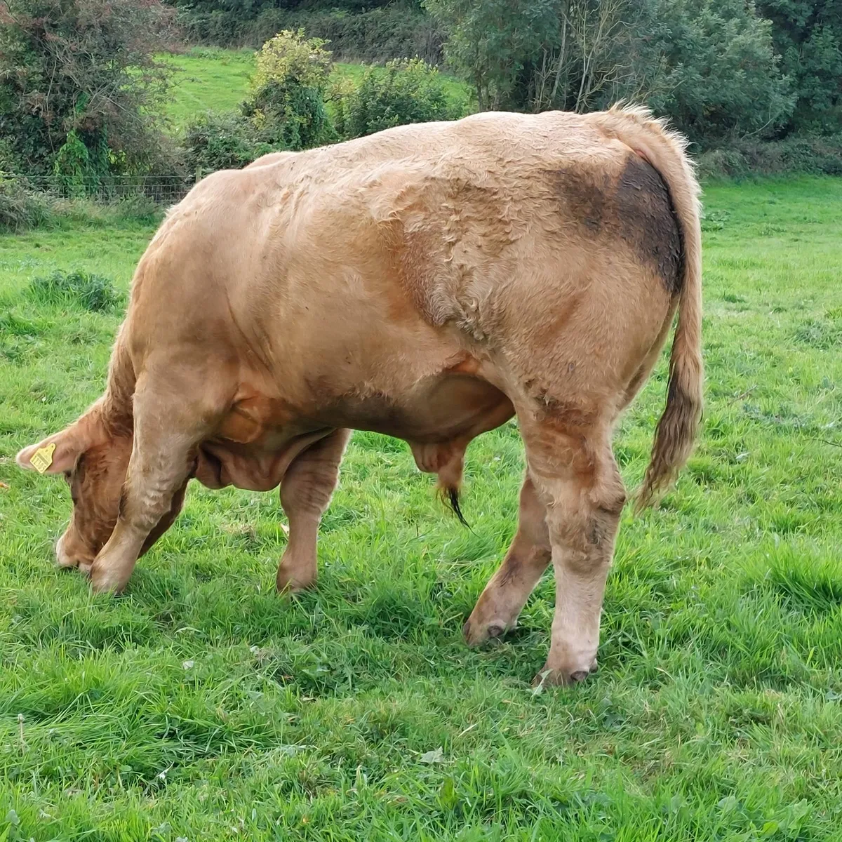 Sfl bull and teaser bull - Image 3